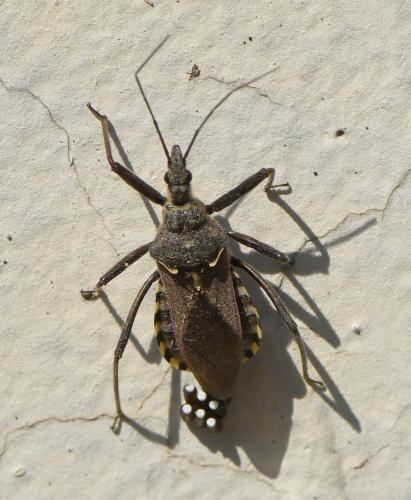 Réf. 227 767 : Rhynocoris erythropus